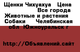 Щенки Чихуахуа › Цена ­ 12000-15000 - Все города Животные и растения » Собаки   . Челябинская обл.,Южноуральск г.